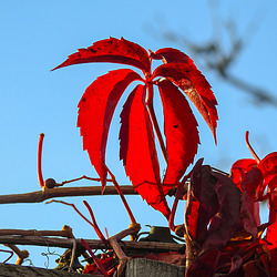 20211023 3058CPw [D~MI] Selbstkletternde Jungfernrebe (Parthenocissus quinquefolia agg), Hille