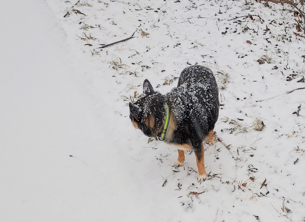 Maggie doesn't mind the snow