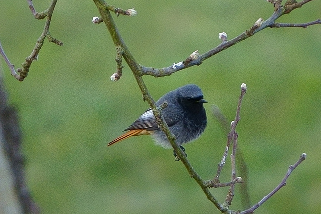 Hausrotschwanz ♂