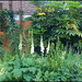 white foxgloves