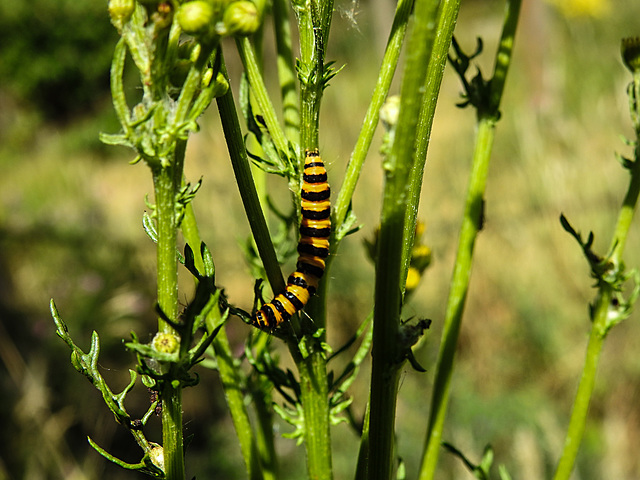 20220704 1319CPw [D~LIP] Blutbär (Tyria jacobaea) [Kaminbär] [Jakobskrautbär], Jakobs-Greiskraut (Jacobaea vulgaris), UWZ, Bad Salzuflen