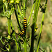 20220704 1319CPw [D~LIP] Blutbär (Tyria jacobaea) [Kaminbär] [Jakobskrautbär], Jakobs-Greiskraut (Jacobaea vulgaris), UWZ, Bad Salzuflen