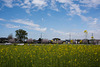 Canola field