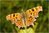 EF7A3591 Comma Butterfly
