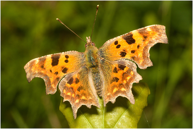 EF7A3591 Comma Butterfly