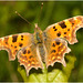 EF7A3591 Comma Butterfly