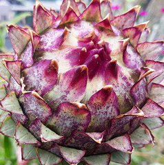 Artichoke