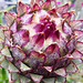 Artichoke