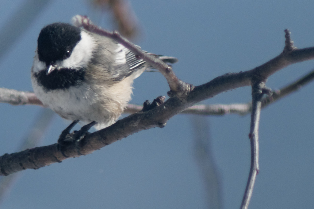 How 'Bout a Nice Chickadee?