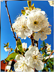 Cherry blossoms. ©UdoSm