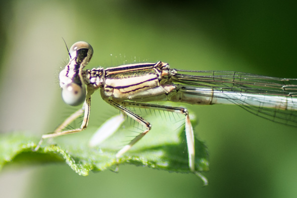 White Featherleg - DSA 0614