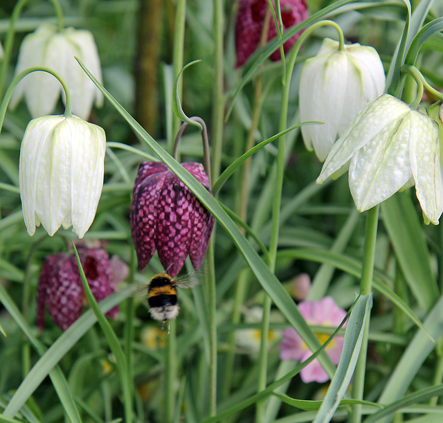 Fritillaries and a bumble bee.