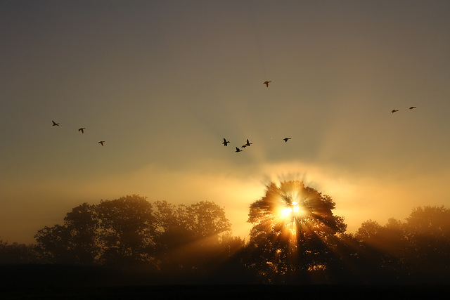 Nebelstrahlen I, im Neeracherried (© Pipo63)