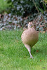 Mrs Pheasant practising for the  Catwalk