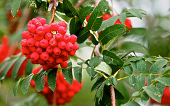 Mountain-ash.