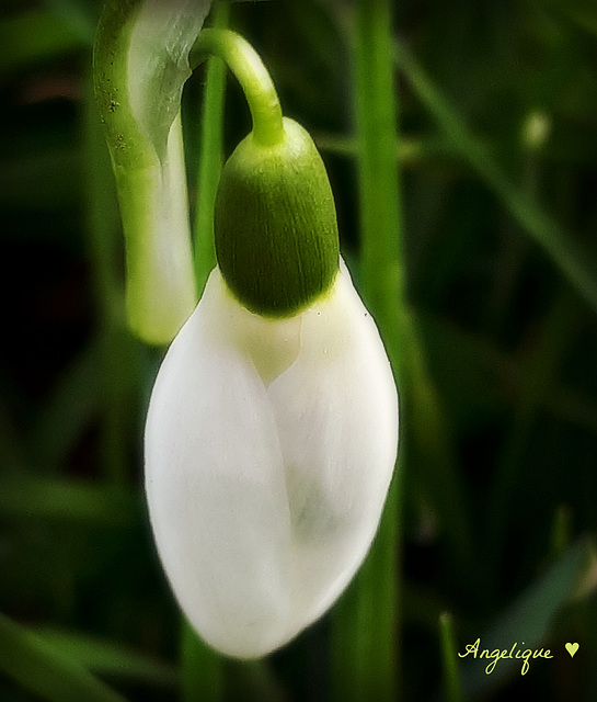 Bon we à tous *********Vive 2021.......(Perce neige)