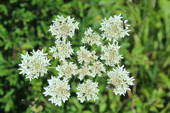 Cow Parsley - with a couple of flies.