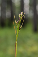 Pteroglossaspis ecristata (Spiked Medusa orchid)