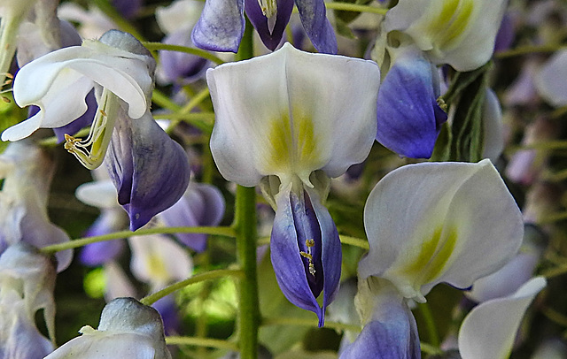 20200517 7472CPw [D~LIP] Chinesische Wisteria (Wisteria sinensis), [Chin. Blauregen], UWZ, Bad Salzuflen