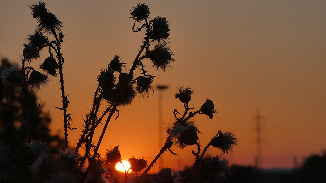 Sonnenuntergang und Distelblüten