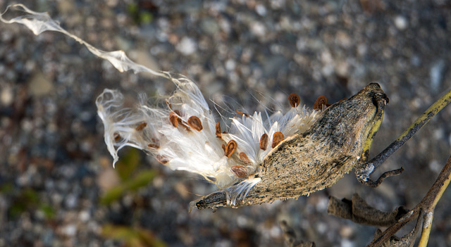 Milkweed, Nahmakanta Lake