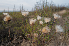 Cynara algarbiensis, Penedos