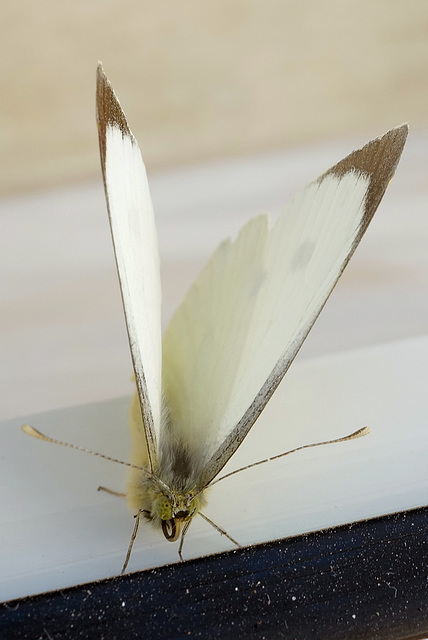 #44- A butterfly -Pieris-brassicae