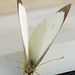 #44- A butterfly -Pieris-brassicae