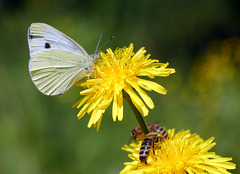 Schmetterling, Bienen und gelbe Blüten