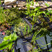 20210713 1690CPw [D~LIP] Herzblättriges Hechtkraut (Pontederia cordata), Bad Salzuflen