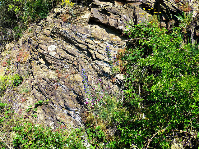 DE - Boppard - Am Bopparder Hamm