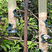 20220529 1139CP~V [D~LIP] Kohlmeise (Parus major), Buntspecht (Dendrocopos major), Star (Sturnus vulgaris), Rotkehlchen (Erithacus rubecula), Haussperling (Passer domesticus), Bad Salzuflen