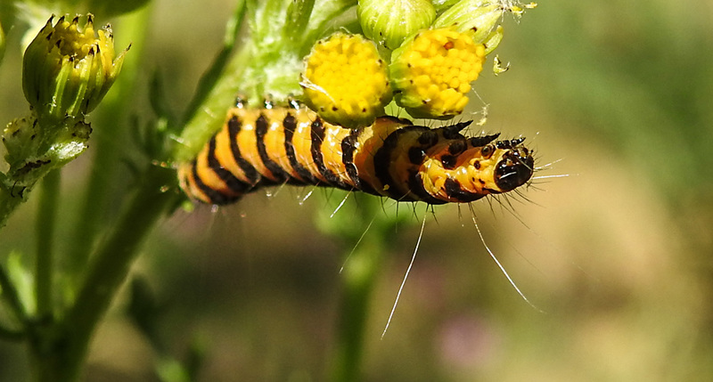 20220704 1320CPw [D~LIP] Blutbär (Tyria jacobaea) [Kaminbär] [Jakobskrautbär], Jakobs-Greiskraut (Jacobaea vulgaris), UWZ, Bad Salzuflen