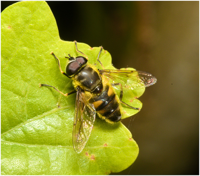 EF7A3596 Batman Hoverfly