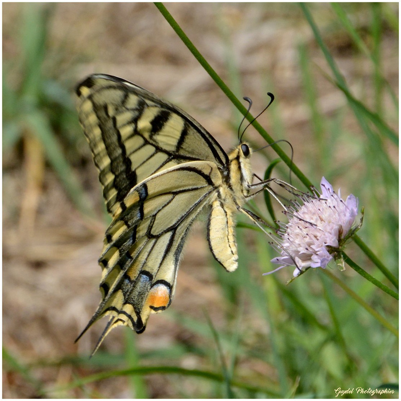 Machaon