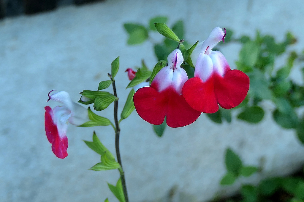 Salvia microphylla "Little Kiss"