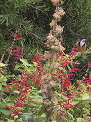 Eastern spinebill Eastern spinebill