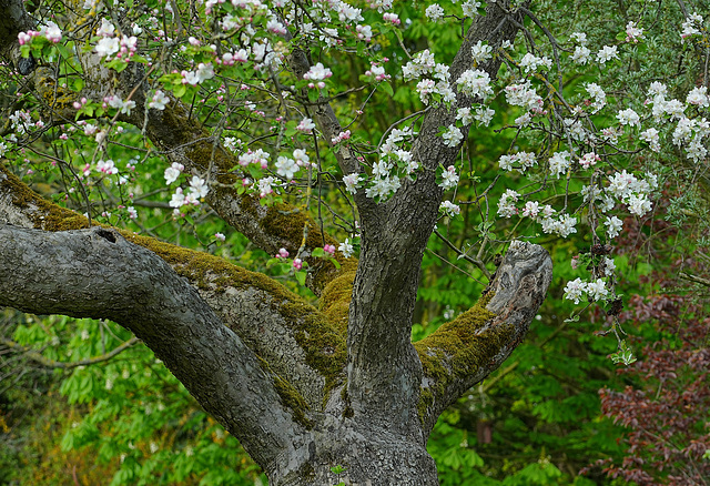 Mein Apfelbaum