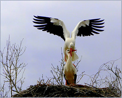 #5 Love Stork's Hug ♥♥♥