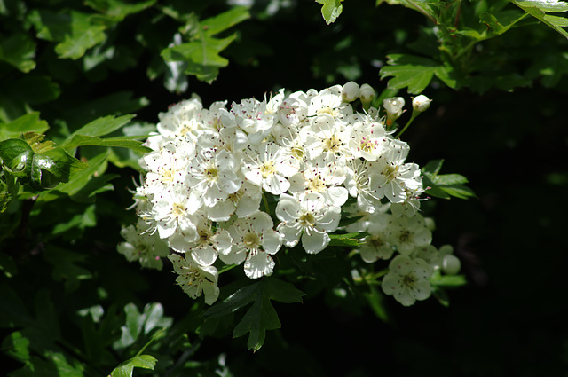 The only flower in the Hawthorn hedge