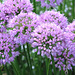 Allium