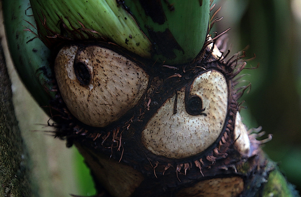 Du jamais vu , une plante qui n'a pas les yeux en face des trous !!!