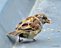 Very Hungry Sparrow.