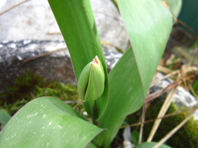 A small tulip has shown its head