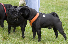 Pugs