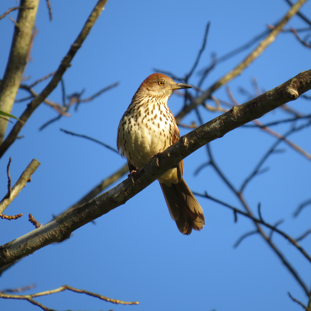 Brown thrasher