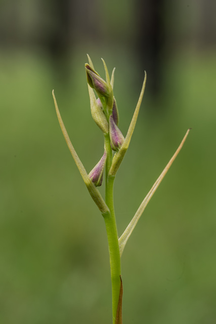 Pteroglossaspis ecristata (Spiked Medusa orchid)