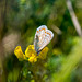 Common blue butterfly4