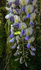 20200517 7473CPw [D~LIP] Chinesische Wisteria (Wisteria sinensis), [Chin. Blauregen], UWZ, Bad Salzuflen