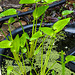 20210713 1691CPw [D~LIP] Herzblättriges Hechtkraut (Pontederia cordata), Wasserlinse (Lemna minor), Bad Salzuflen